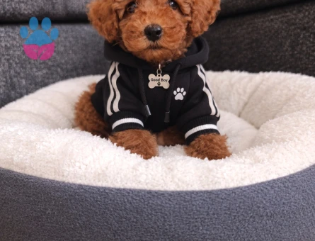 Acil TeaCup Toy Poodle - 10129