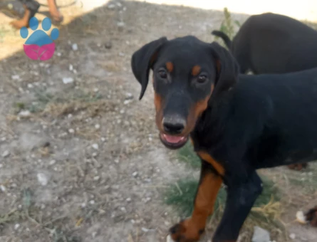 Ankarada tek kalite doberman yavrular - 10130