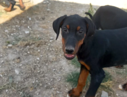 Ankarada tek kalite doberman yavrular - 10130