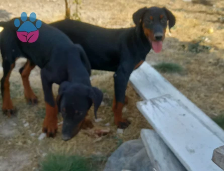 Ankarada tek kalite doberman yavrular - 10130 - Görsel 4
