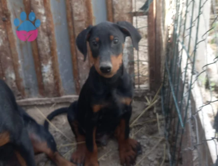 Ankarada tek kalite doberman yavrular - 10130 - Görsel 3
