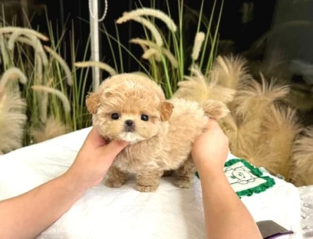 TOY POODLE YAVRULARIM Kore - 10131