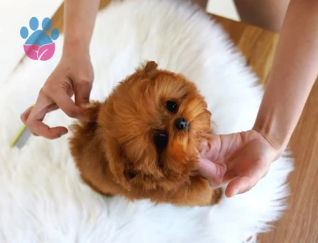 TOY POODLE YAVRULARIM Efsane bebek - 10132 - Görsel 2