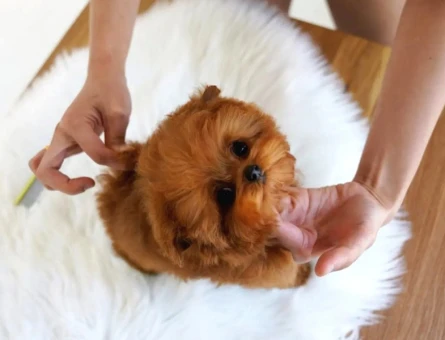 TOY POODLE YAVRULARIM Efsane bebek - 10132