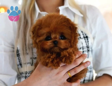 TOY POODLE YAVRULARIM Efsane bebek - 10132 - Görsel 3