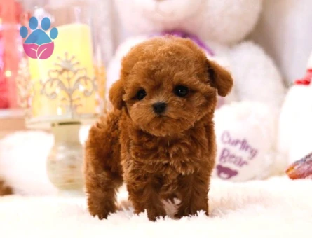 TOY POODLE YAVRULARIM Efsane - 10135 - Görsel 3
