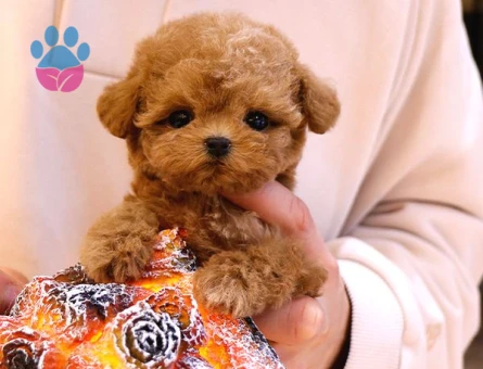 SUPER STAR TOY POODLE YAVRULARIM - 10136 - Görsel 2