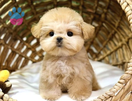 TOY POODLE YAVRULARIM Kore - 10137 - Görsel 4