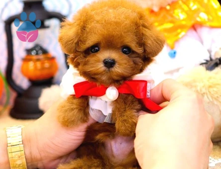 TOY POODLE YAVRULARIM Kore - 10138 - Görsel 2