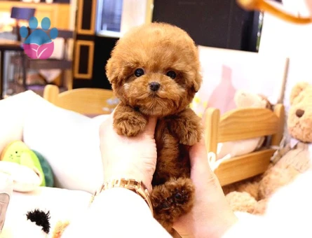 EN GÜZEL TOY POODLE Kore - 10139 - Görsel 3