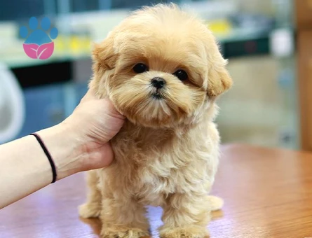 GERCEK TOY POODLE BEBEKLERİM - 10140 - Görsel 4