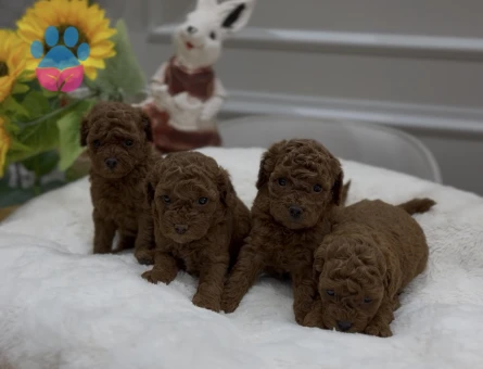 Sevimli kore kan poodle yavrular - 10142 - Görsel 2