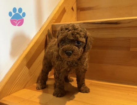 Sevimli kore kan poodle yavrular - 10142 - Görsel 4