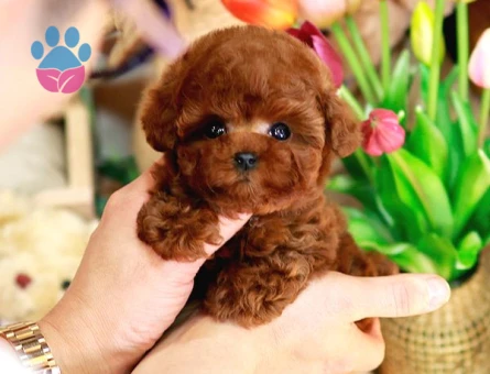 GERCEK TOY POODLE BEBEKLERİM - 10141 - Görsel 2
