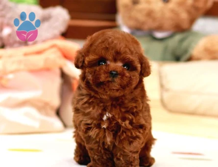 TOY POODLE YAVRULARIM - 10143 - Görsel 2