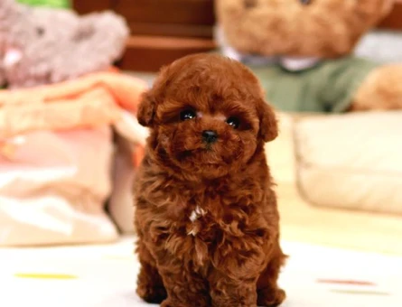 TOY POODLE YAVRULARIM - 10143