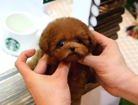 HEP EN HAVALI TOY POODLE YAVRULAR - 10144