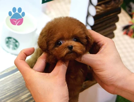 HEP EN HAVALI TOY POODLE YAVRULAR - 10144 - Görsel 3