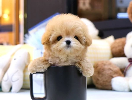 TOY POODLE BEBEKLERİM - 10145