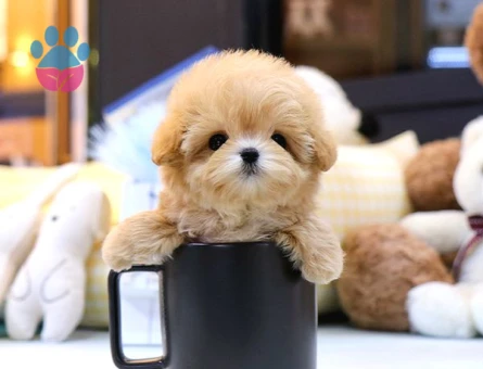 TOY POODLE BEBEKLERİM - 10145 - Görsel 3