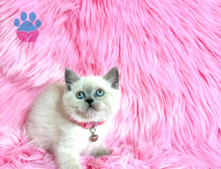 Koca Kafa British Shorthair Dişi 2 Aylık