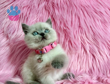 Bluepoint Dişi 2 Aylık Yavrumuz Yuva Arıyor