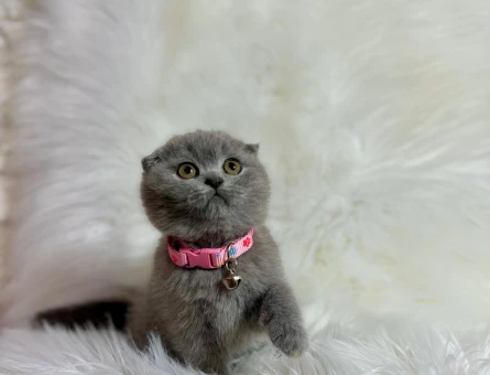 Scottish Fold Dişi 2 Aylık Ayı Surat