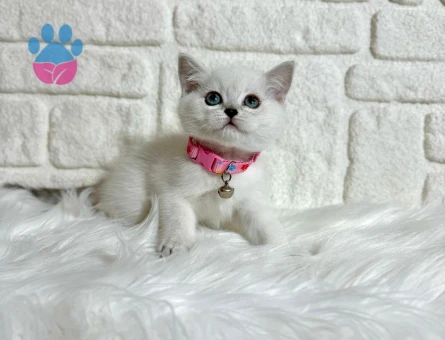 British Shorthair 2 Aylık Dişi Bluepoint Yavru