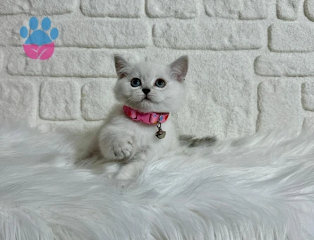 British Shorthair 2 Aylık Dişi Bluepoint Yavru