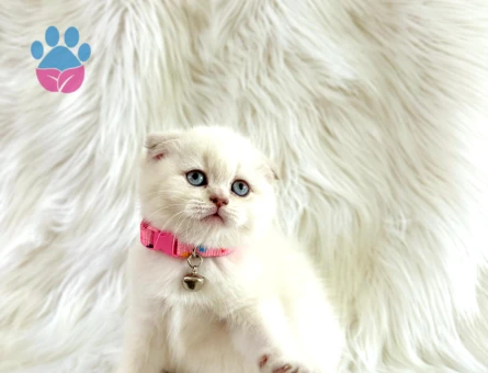 Scottish Fold Beyaz 2 Aylık Dişi
