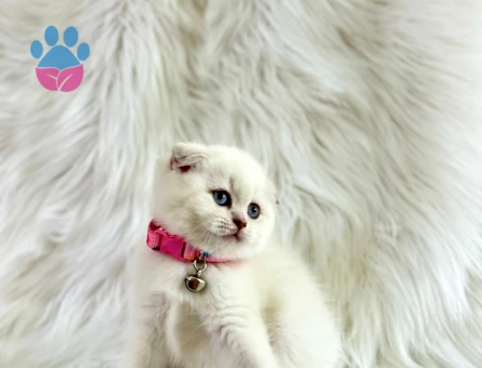 Scottish Fold Beyaz 2 Aylık Dişi