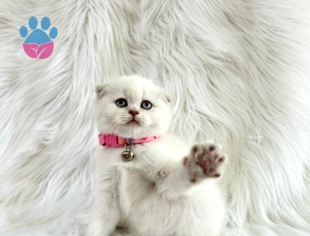 Scottish Fold Beyaz 2 Aylık Dişi