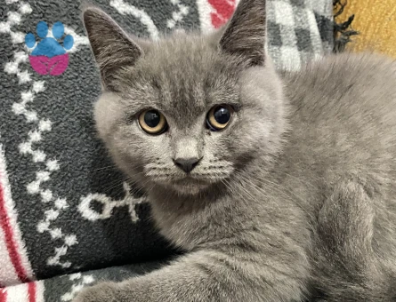 Yavru British Shorthair 3 Aylık