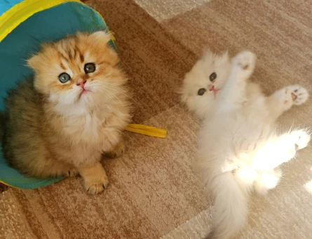 Muhteşem güzellikte ırk ve sağlık garantili yavrular..