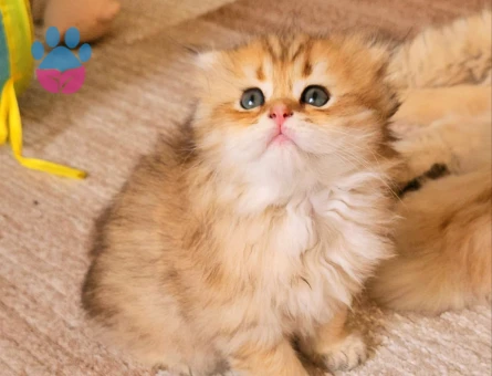 Muhteşem güzellikte ırk ve sağlık garantili yavrular..