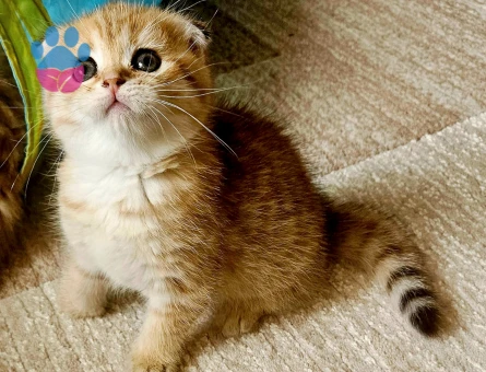 Muhteşem güzellikte ırk ve sağlık garantili yavrular..