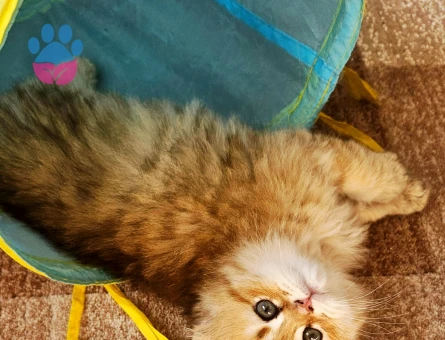 Muhteşem güzellikte ırk ve sağlık garantili yavrular..