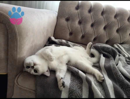 ERKEK BRİTİSH SHORTHAİR