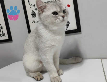 ERKEK BRİTİSH SHORTHAİR