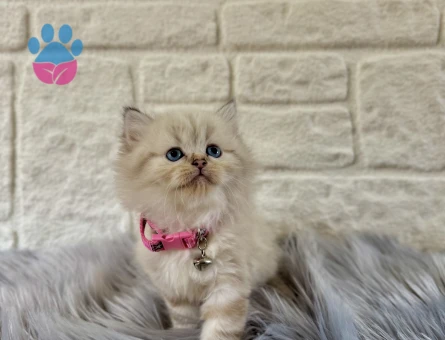 British Longhair Pamuk Tüylü Maviş Kızımız
