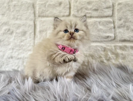 British Longhair Pamuk Tüylü Maviş Kızımız