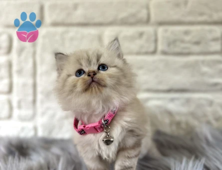 British Longhair Pamuk Tüylü Maviş Kızımız