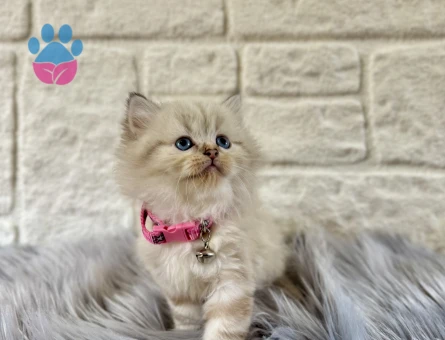 British Longhair Pamuk Tüylü Maviş Kızımız
