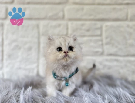 British Longhair Silver Point Erkek 2 Aylık