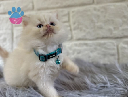 British Longhair Erkek 2 Aylık Red Point