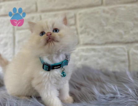 British Longhair Erkek 2 Aylık Red Point