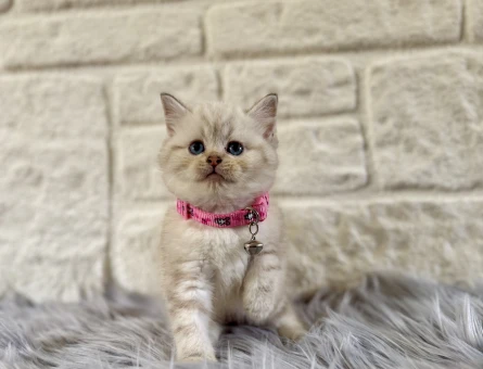 British Shorthair Point Dişi Yavrumuz