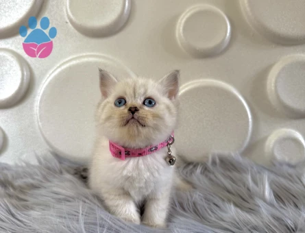British Shorthair Point Dişi Yavrumuz