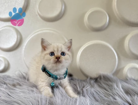 British Shorthair Bluepoint 2 Aylık Erkek