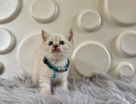 British Shorthair Bluepoint 2 Aylık Erkek